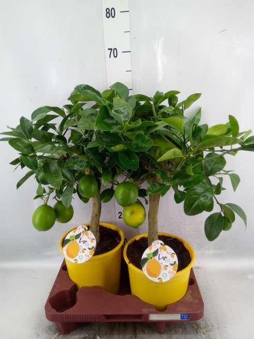 <h4>Citrus meyeri 'Meyer'</h4>