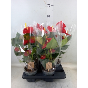 Anthurium andr. 'Tremendo'