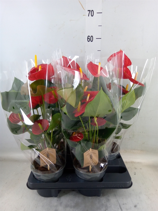 <h4>Anthurium andr. 'Tremendo'</h4>