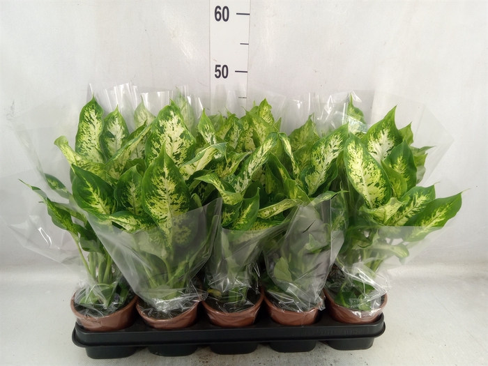 Dieffenbachia  'Compacta'