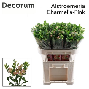 Alstr Florinca Charmelia Pink