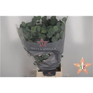Euca Populus Leaves Per Bunch 150 Gram