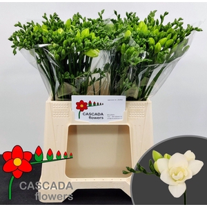 Freesia du Riga