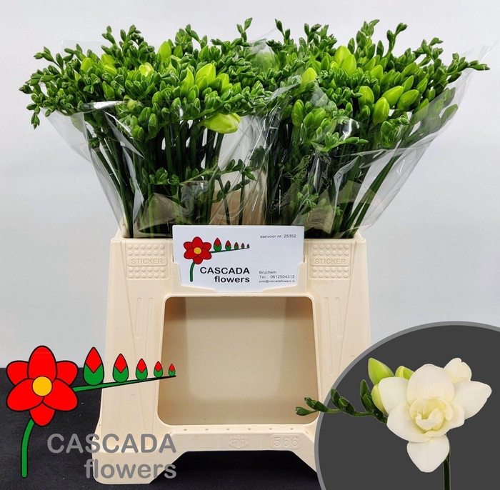 <h4>Freesia du Riga</h4>