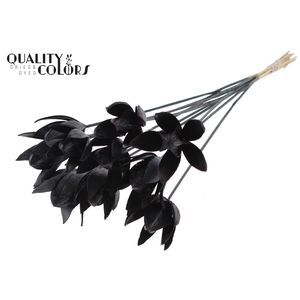 Wild Lilly on stem Black