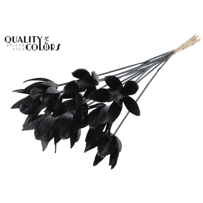 <h4>Wild Lilly on stem Black</h4>