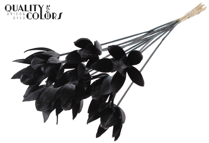Wild Lilly on stem Black