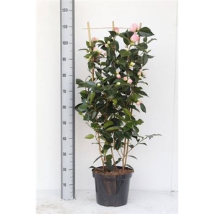 CAME J WILL BARTLETT stock