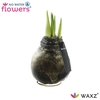 No Water Flowers Waxz® Univerz Deep Black(Decorum)