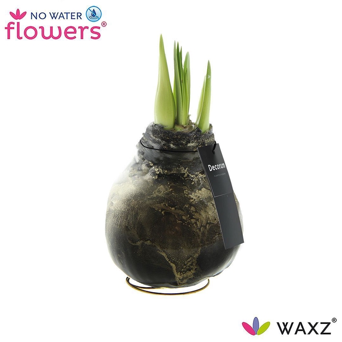 No Water Flowers Waxz® Univerz Deep Black(Decorum)