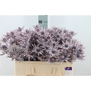 Eryngium Klb Frosted Pink X40