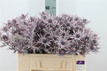 <h4>Eryngium Klb Frosted Pink X40</h4>