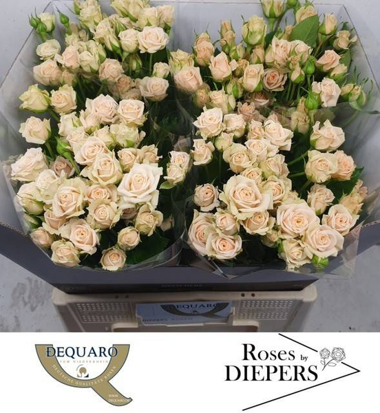 <h4>R Tr Tanja Diepers</h4>