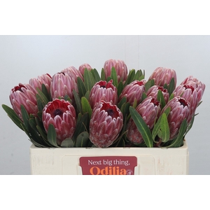 Protea Pink Ice