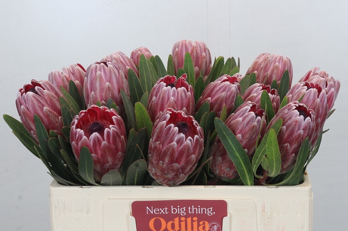 <h4>Protea Pink Ice</h4>