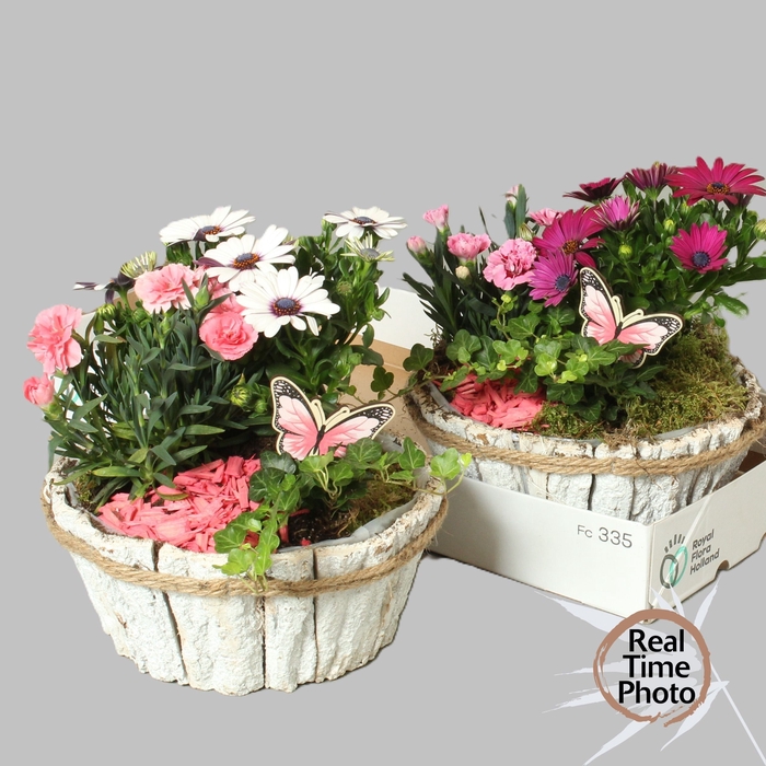<h4>ARR TUINPLANTEN</h4>
