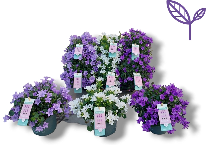 <h4>Campanula Ambella® mix tray2</h4>