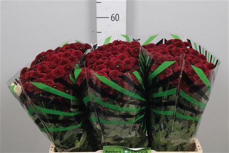 <h4>Chr S Aaa Purpet Red</h4>