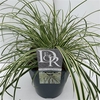 Carex 'Evercream'