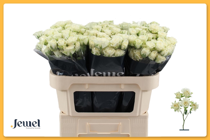 <h4>R TR SNOWFLAKE Water</h4>