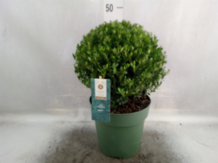 <h4>Ilex crenata 'Jenny'</h4>