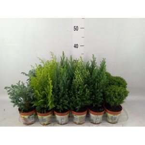 Conifers   ...mix