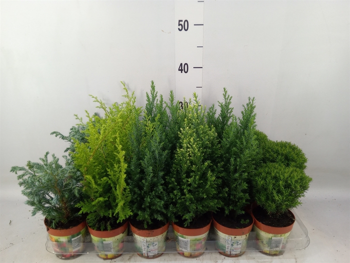 <h4>Conifers   ...mix</h4>