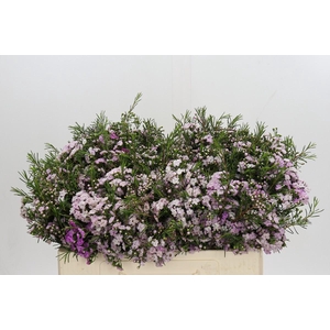 Chamelaucium Dancing Queen