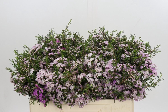 <h4>Chamelaucium Dancing Queen</h4>