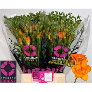 Freesia du Clementine
