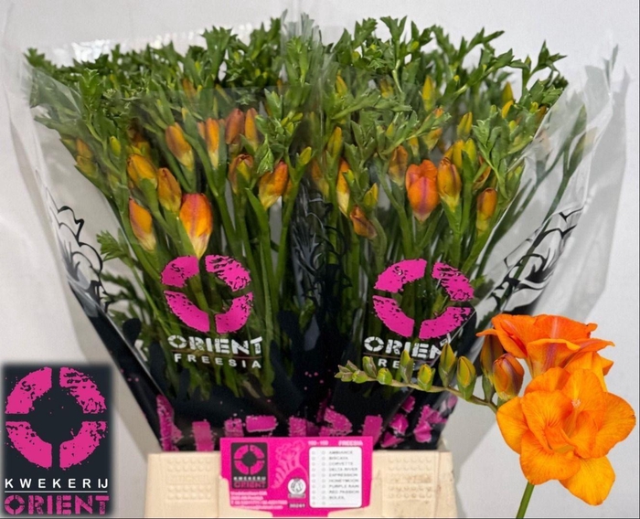 <h4>Freesia du Clementine</h4>