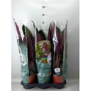 Calathea warscewiczii