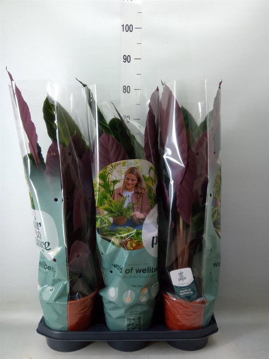 <h4>Calathea warscewiczii</h4>