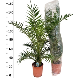 PHOENIX CANARIENSIS