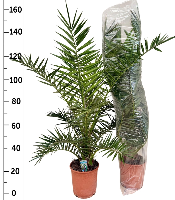 <h4>PHOENIX CANARIENSIS</h4>