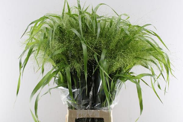 <h4>Panic Fountain</h4>