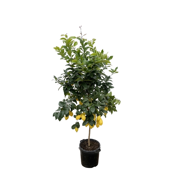 <h4>Citrus Lemon (citroen) - 200cm</h4>