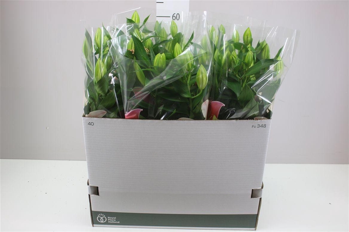 <h4>Lil Or Sunny Camino 4pp Pink</h4>