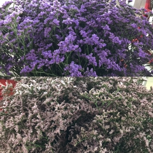 Latifolium Mix