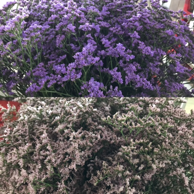 Latifolium Mix