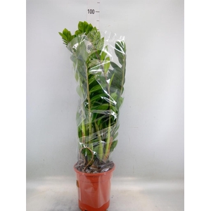 Zamioculcas zamiifolia