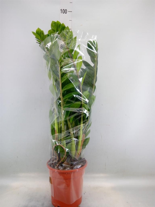 <h4>Zamioculcas zamiifolia</h4>