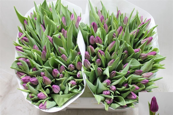 <h4>Tu En Purp Surprise</h4>