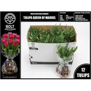 TU DU QUEEN OF MARVE