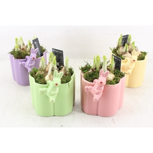 arr4 Narcis RN - Ker. Hoppy hazel