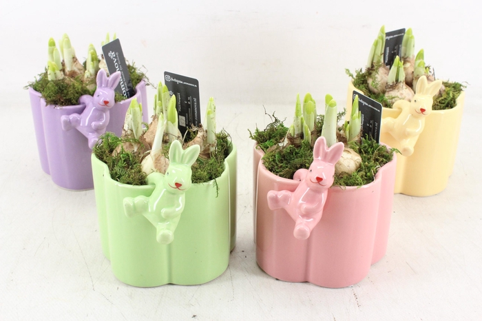 <h4>arr4 Narcis RN - Ker. Hoppy hazel</h4>