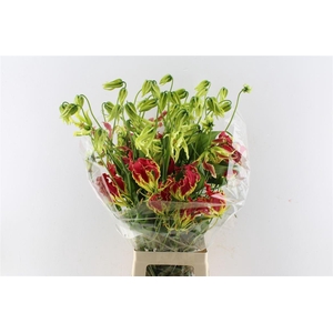 Gloriosa Southern Wind Japan