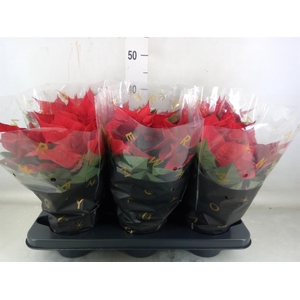 Euphorbia pulc. 'Christ Universe'