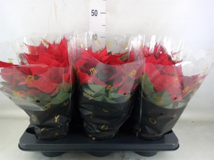 <h4>Euphorbia pulc. 'Christ Universe'</h4>