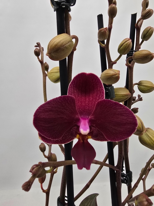 <h4>Limited 02 week 7</h4>